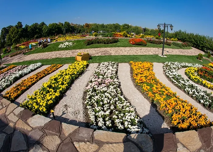 جشنواره گل های داوودی
